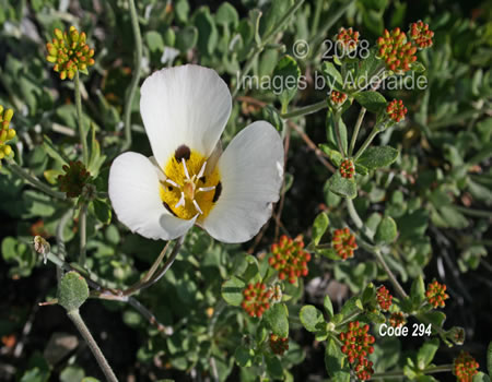Mariposa Lily